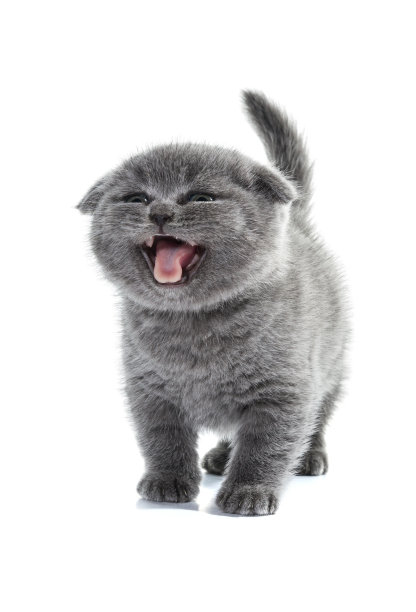 苏格兰短毛小猫站在那里喵喵叫。图片下载