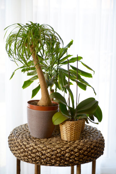 盆栽盆栽图片下载