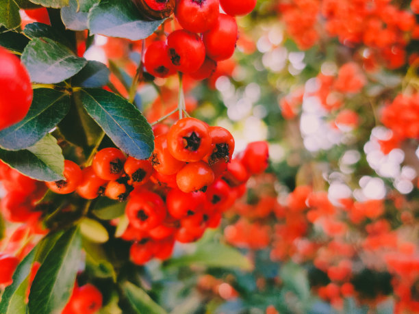 一丛红色的荚蒾，长在带有绿色叶子的灌木上。模糊的背景图片下载
