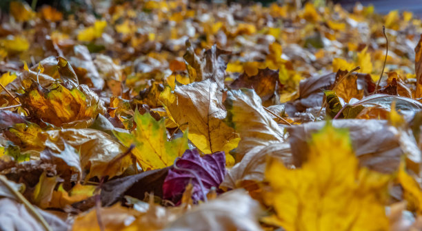 秋天的早晨，落叶落在地上图片下载