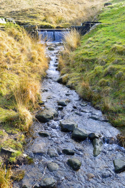 咀嚼的小溪图片下载