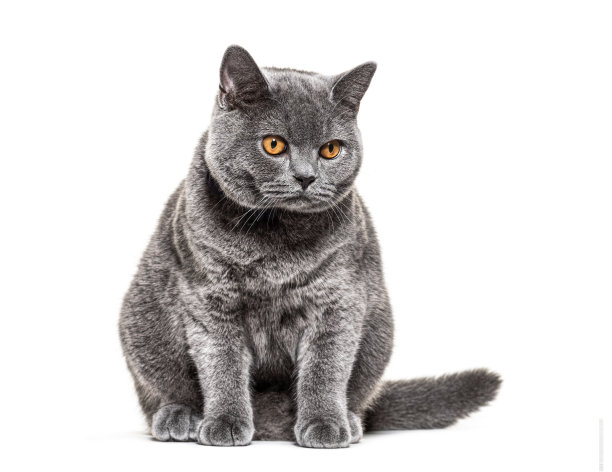 橙眼英国短毛猫向下看，孤立无主图片下载