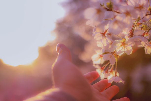 感人的樱花图片下载