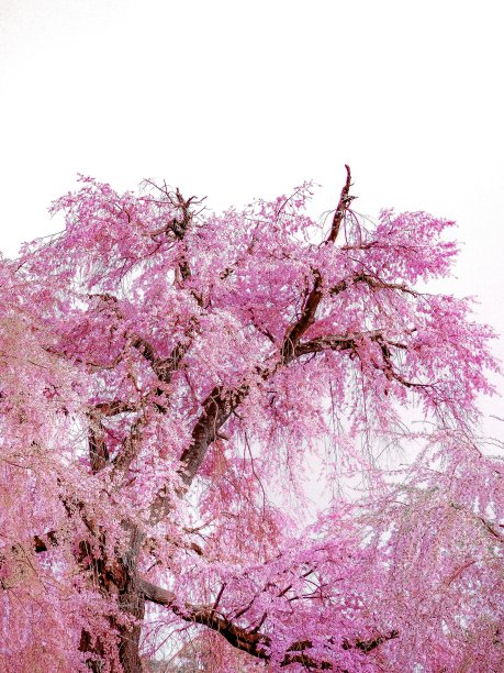 Wheeping樱桃树图片下载