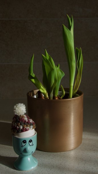 复活节的鸡戴着帽子，呆在家里抗击病毒。2019冠状病毒病防护概念。图片下载