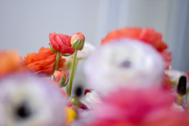 五颜六色的花的背景。图片下载