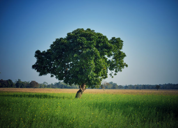 印度芒果树在阿萨姆邦图片下载