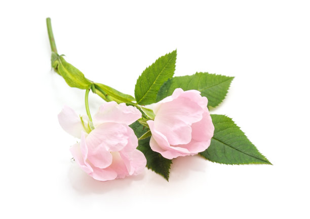 野玫瑰花朵。图片下载