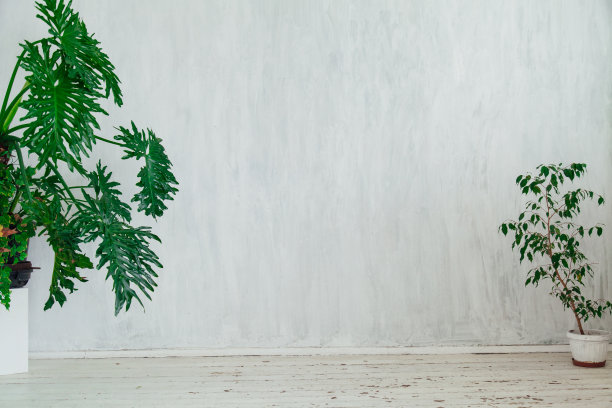 一间白色复古房的室内植物图片下载