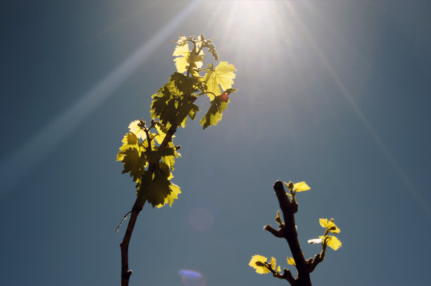 绿叶，树枝。图片下载