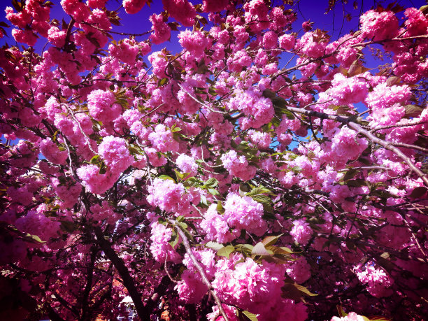 宽赞樱花数字增强图片下载