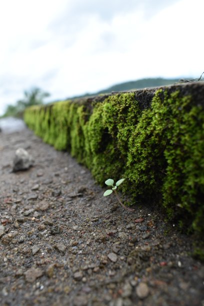 自然-莫斯图片下载