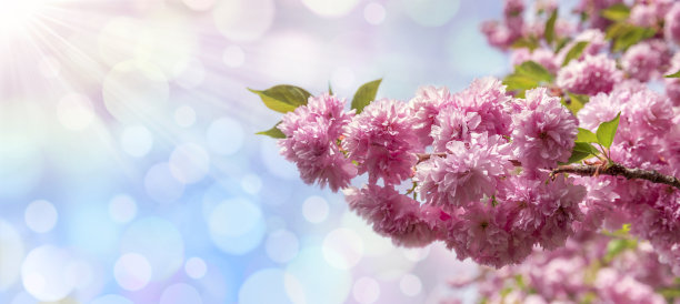 春天的樱花和天空的阳光图片下载