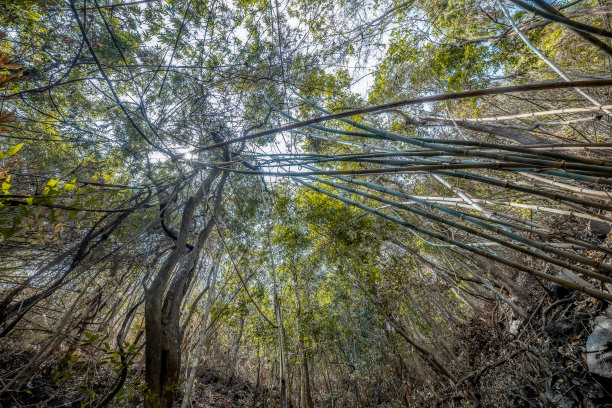 高大的树木从地面望向天空，星星的阳光照耀着图片下载