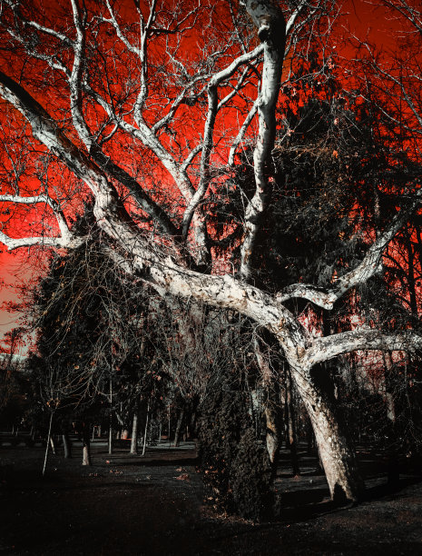 万圣节活动照片素材ID：355078038