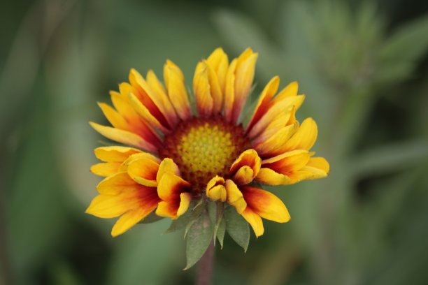 美丽的红色和黄色花朵素材图片