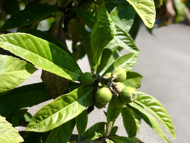 格力枇杷树上的枇杷是很好吃的水果图片下载