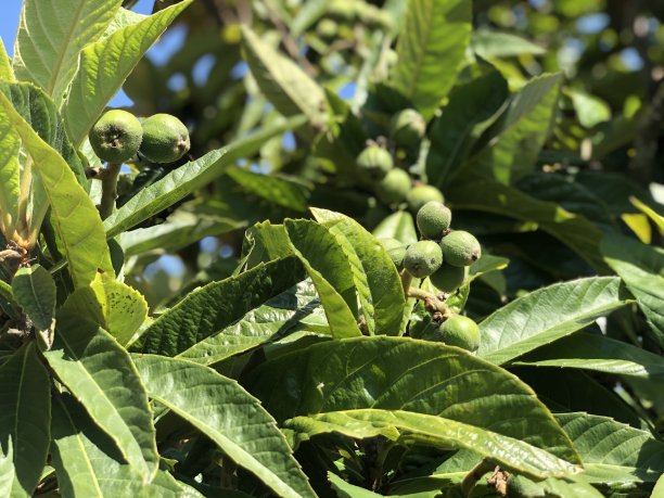 格力枇杷树上的枇杷是很好吃的水果图片下载