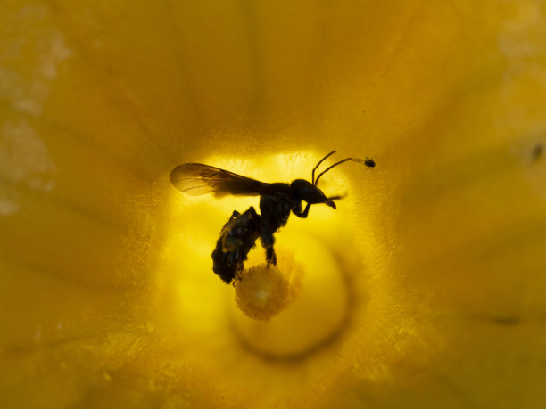 Pegon里面的南瓜花图片下载
