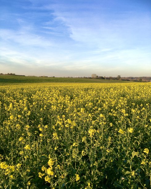 油菜籽字段图片下载