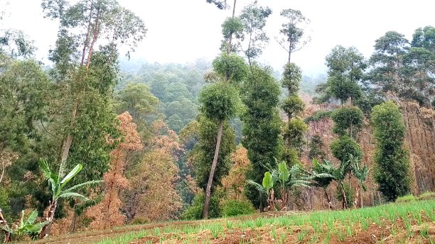 自然景观优美，山上有松树图片下载