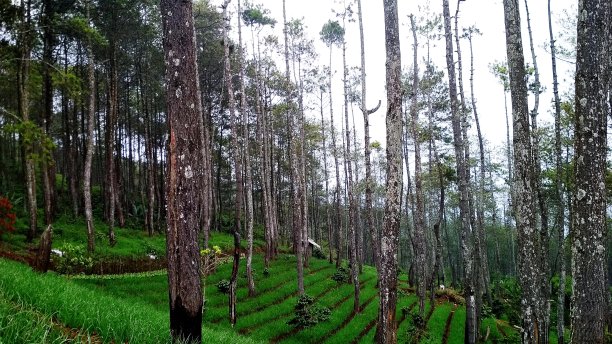 自然景观优美，山上有松树图片下载