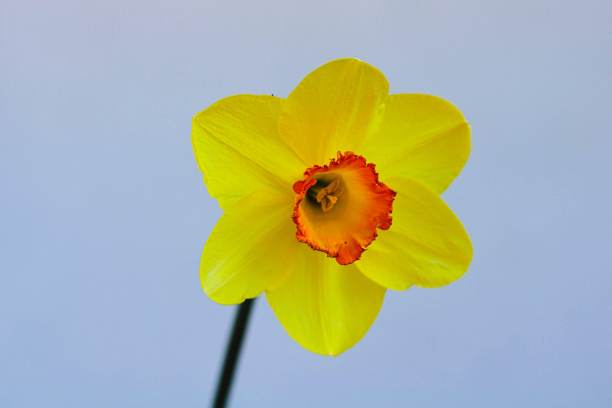 复活节贝尔图片下载