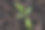 温室里的番茄幼苗图片下载
