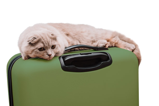 一只苏格兰折叠猫躺在白色背景的绿色手提箱上图片下载