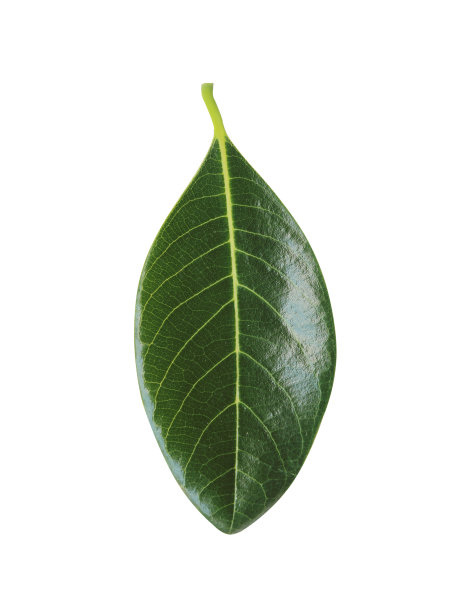 菠萝蜜的绿叶映衬着白色的背景图片下载