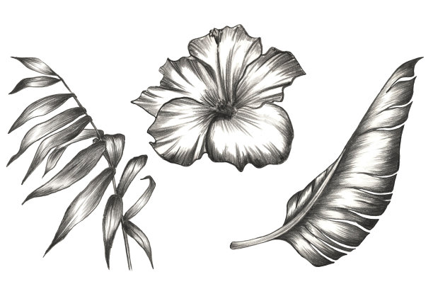 一套棕榈和香蕉叶与热带花。热带设计铅笔。图片下载