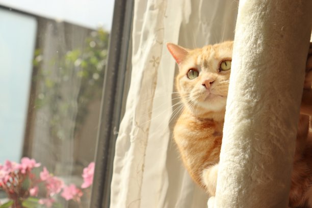 一只小猫在窗帘比赛前露出可爱的脸。图片下载