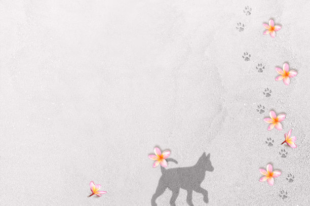 漫步在鸡蛋花，狗的影子和脚印在沙地上的背景图片下载