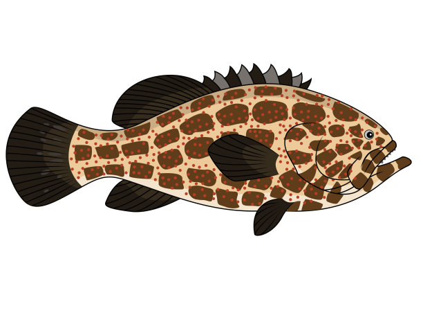 石斑鱼鱼图片下载