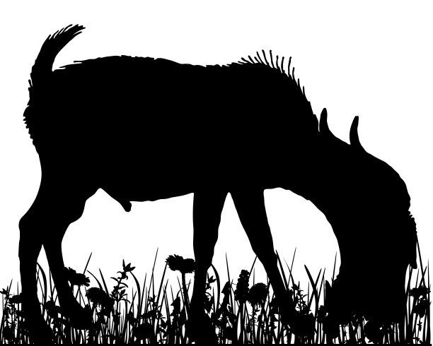 比利山羊在草地上图片下载