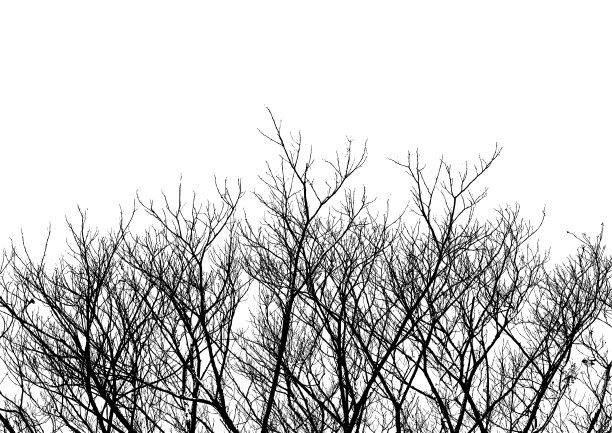Top of Tree Twigs Vector图片下载