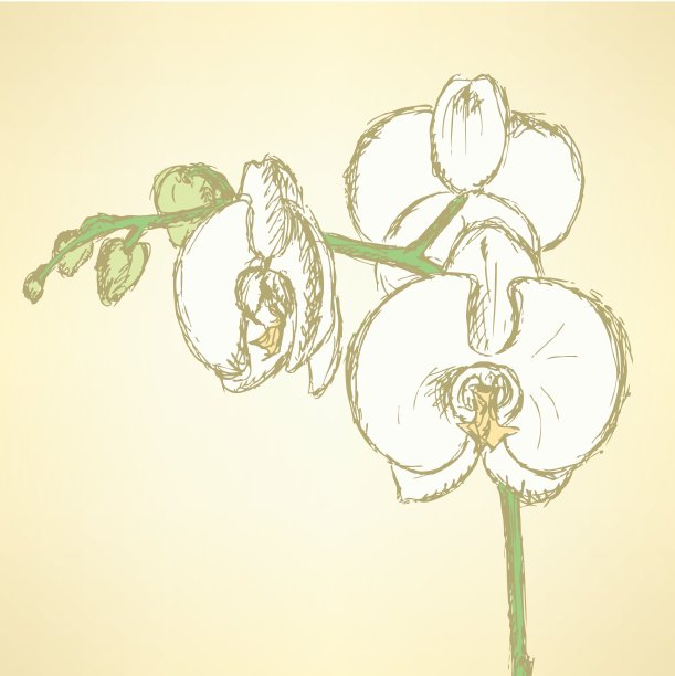 素描兰花，矢量vintage背景图片下载