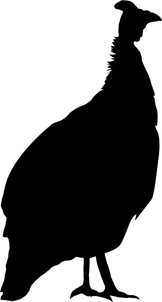 珍珠鸡剪影图片下载