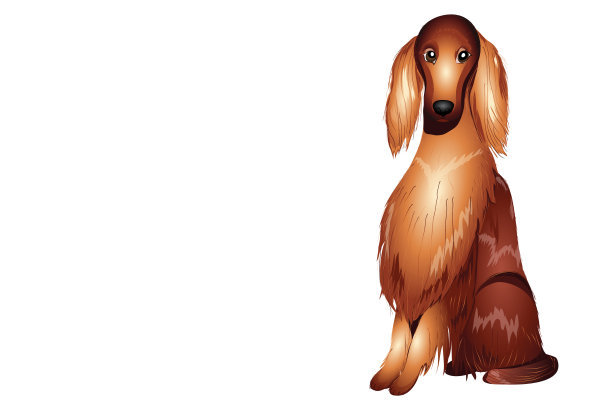 爱尔兰设置器图片下载