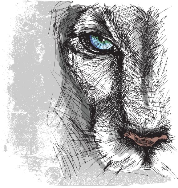 一只狮子目不转睛地盯着镜头图片下载