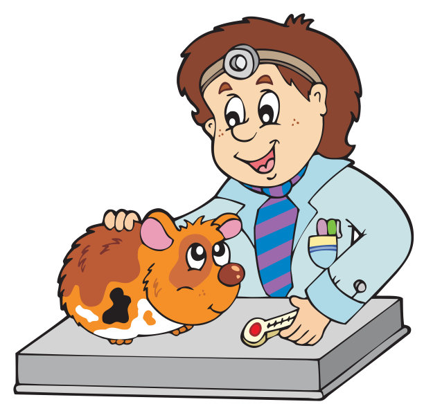 小啮齿动物在兽医图片下载