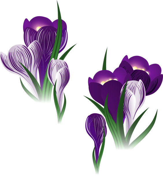 番红花的花图片下载