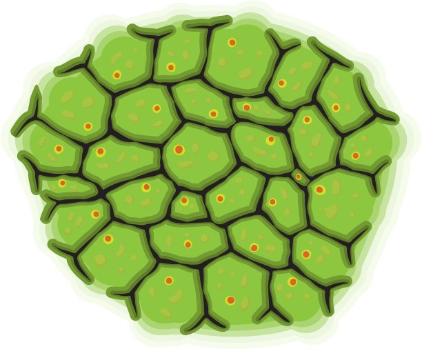 活细胞载体示意图图片下载