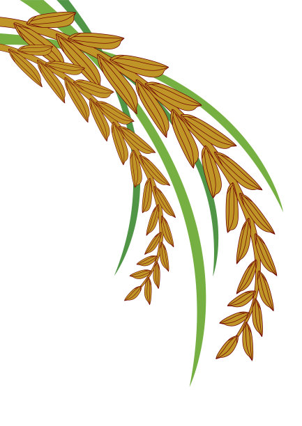 白底大米图片下载