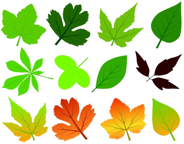 向量叶子集合图片下载