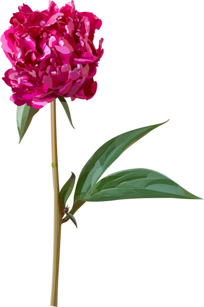 向量紫色牡丹图片下载