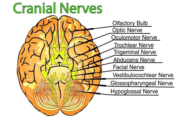 颅神经图片下载