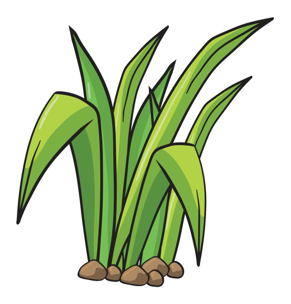 一种植物图片下载