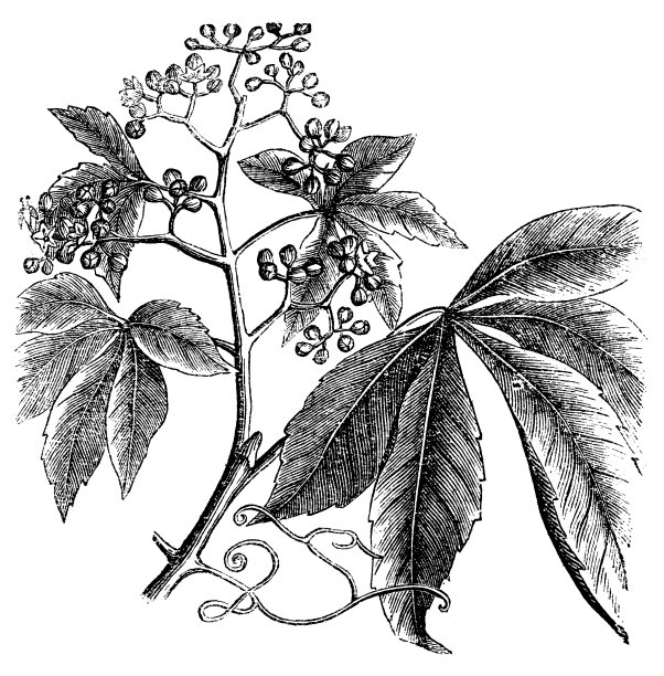 弗吉尼亚Creeper, Ampelopsis或Parthenocissus Quinquefolia, Am图片下载