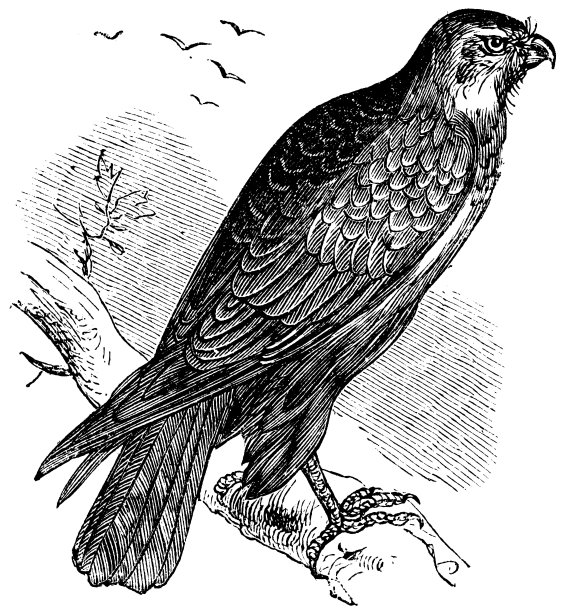 秃鹰，猛禽，老式雕刻。图片下载